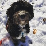 Sharon Boutin - @jojo_theminibernedoodle - Instagram