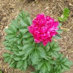Sharon Bowden - @sharon.bowden.5076 - Instagram