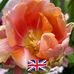 Sharon Braddock - Facebook