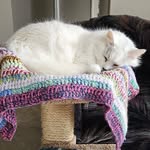 Sharon Bragg-Garvey - @sharoncats84 - Instagram