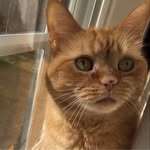 Sharon Bragg Hollowell - @sharonahona - Instagram