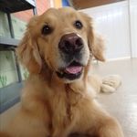 Sharon Guthrie Bragg - @dogtorlucke - Instagram