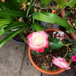 Sharon Brain - @sharonlouisebrain - Instagram