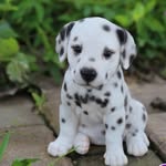 Sharon Breeding - @sharonb0708 - Instagram
