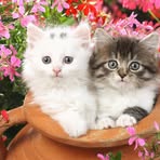 Sharon Brigham - Facebook