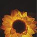 Sharon Brumbaugh - Facebook
