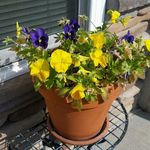 Sharon Bruner - @ky.granny - Instagram