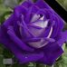 Sharon Bruno - Facebook