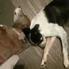 sharonbryden328 - @sharonbryden328 - TikTok