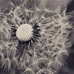 Sharon Bryner - @snap_and_shots - Instagram