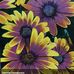 Sharon Buckingham Czarny - Facebook