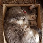 Sharon Burgin - @shazandzoe - Instagram