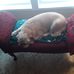 Sharon Bushman - Facebook
