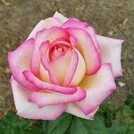 sharon caban - @61svc - Instagram