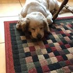 Sharon Calvin Brinton - @calvinbrinton - Instagram
