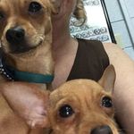 Sharon Carlton - @wildfoxyladymad - Instagram