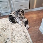 Sharon Carlton Schoenit - @shippie45 - Instagram