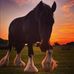 Sharon Carrick - Facebook