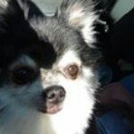 Sharon Duncan Cassell - @hannahpompom58 - Instagram