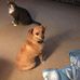 Sharron Woodcock Cavalier - Facebook