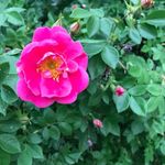 Sharon Cavallo - @sharoncavallo - Instagram