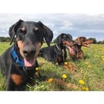 Sharon Chamberlin - @dobercademy_dts - Instagram