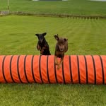Sharon Chamberlin - @dobercademy - Instagram