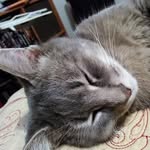 Sharon Champagne - @npaulo.tarso.988 - Instagram