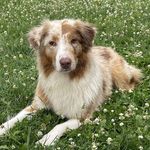 Sharon Champagne - @lacey_the_service_aussie - Instagram