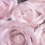 Sharon Champagne - @letspraytoday - Instagram