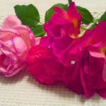 Sharon Chance - @sharonsgardenofbookreviews - Instagram