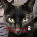 Sharon Chevalier-Fraley - @alaskanwindsong - Instagram