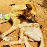 sharon chicken cares - @sharon_chicken_cares_ug_256 - Instagram