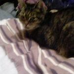 Sharon Chipman - @chipman.sharon - Instagram