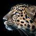 Sharon Choate - Facebook