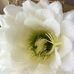 Sharon Cisco - Facebook