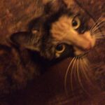 Sharon Cisneros - @maziethecat1 - Instagram