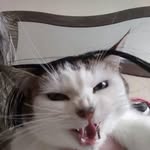 Sharon Cleland - @sharon.cleland - Instagram