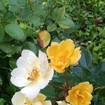 Sharon Rose Conlon - @bluchefer - Instagram