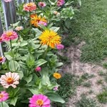 Sharon Coon Worley - @dirtylegnmudflap - Instagram