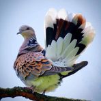 Sharon Cordle - Facebook