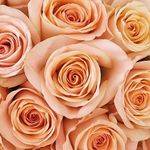 Sharon Cornett - @cornett233 - Instagram