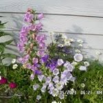 Sharon Ledbetter Coryell - @slygrammy4 - Instagram