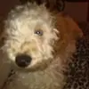 Sharon Costello - @sharon.costello1 - TikTok