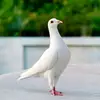 De chief - @sharon.costner15 - TikTok