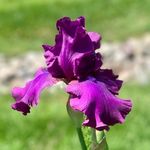 Sharon Culley - @truzenzuzex - Instagram