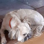 Sharon Dagg Henschel - @sharondagghenschel - Instagram