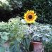 Sharon Dahn - Facebook