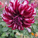 Sharon Darlington - @darlington4048 - Instagram