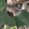 Sharon DeSantoChoose2Bkind - @sharon.desantocho - TikTok